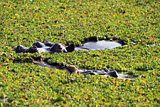 Zambia-Zambia-Shiwa Ngandu Deluxe Horse Safari